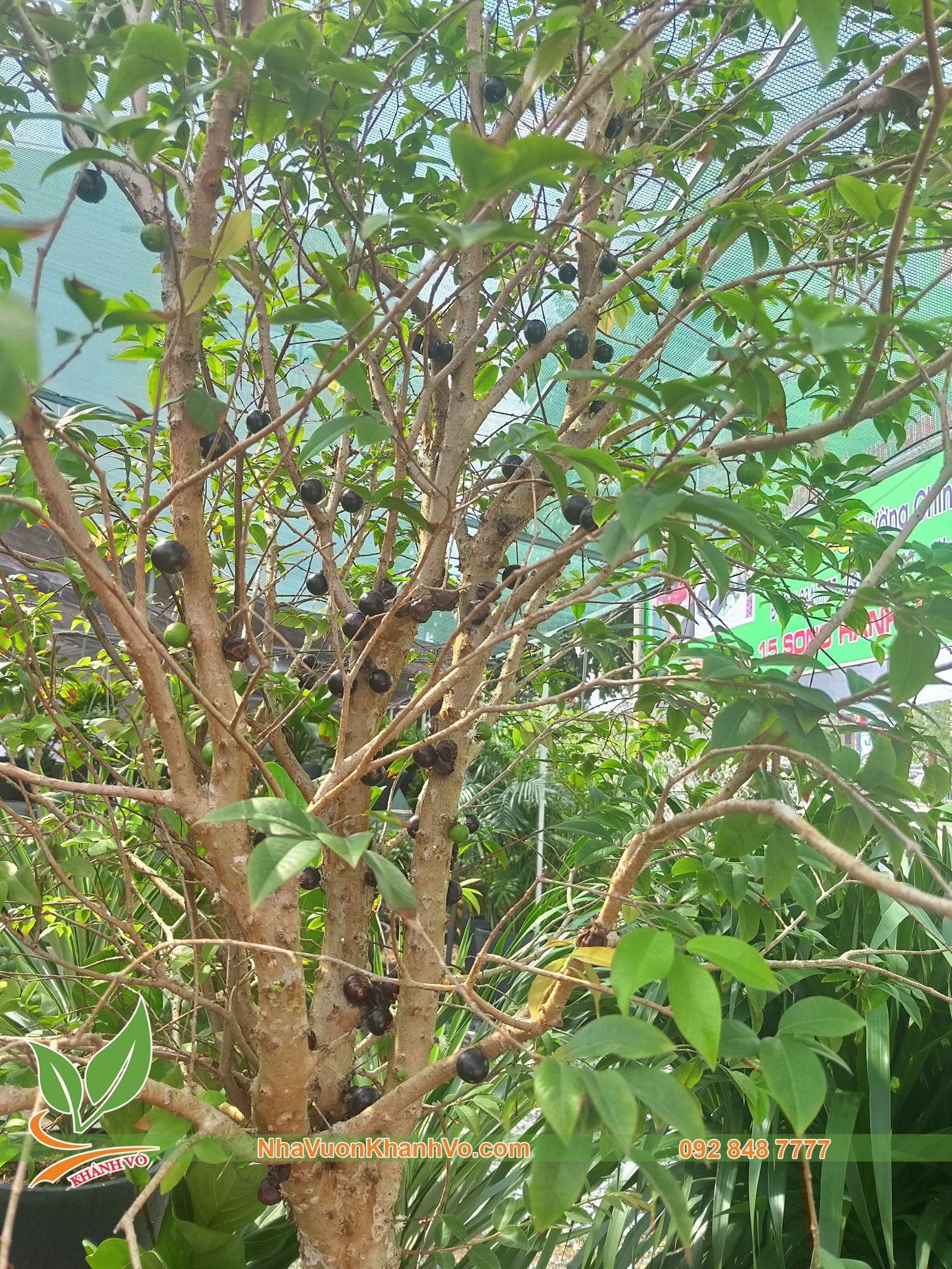 CÂY NHO THÂN GỖ TỨ QUÝ NHIỀU NĂM TUỔI ĐANG TRÁI