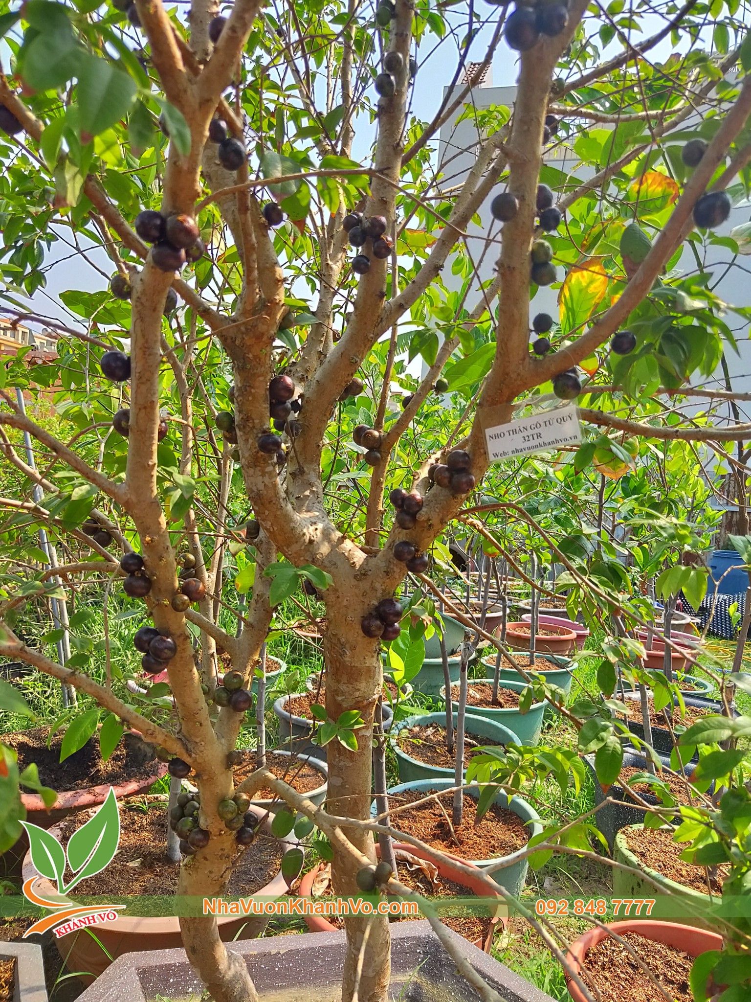 Cây Nho Thân Gỗ Tứ Quý 20 Năm Tuổi