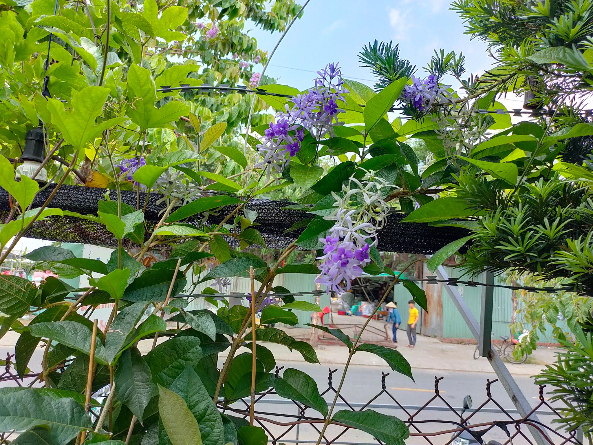 Cây Hoa Mai Xanh leo giàn đang hoa