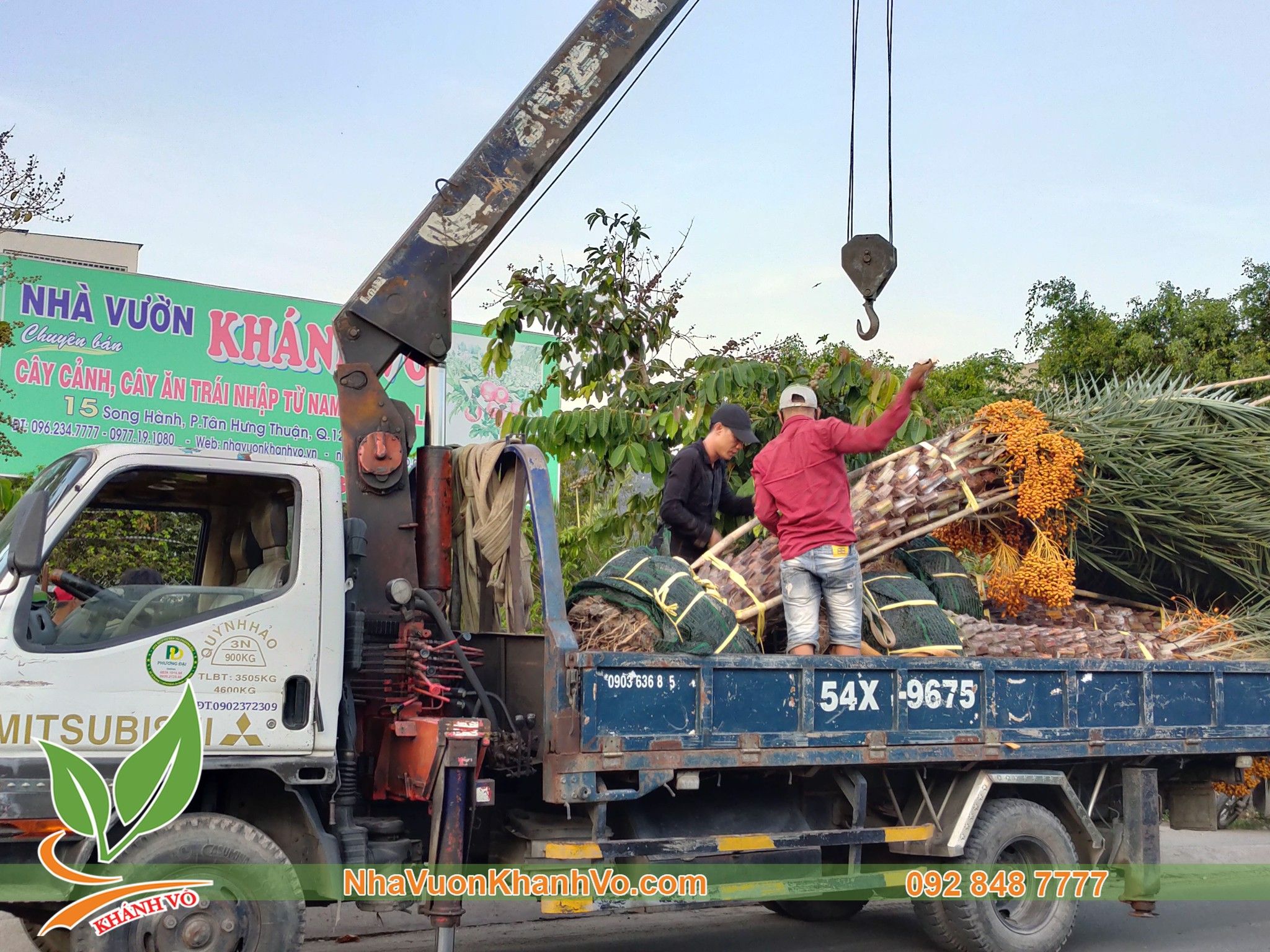Cây Giống Chà Là Trung Đông Cao 40-50cm
