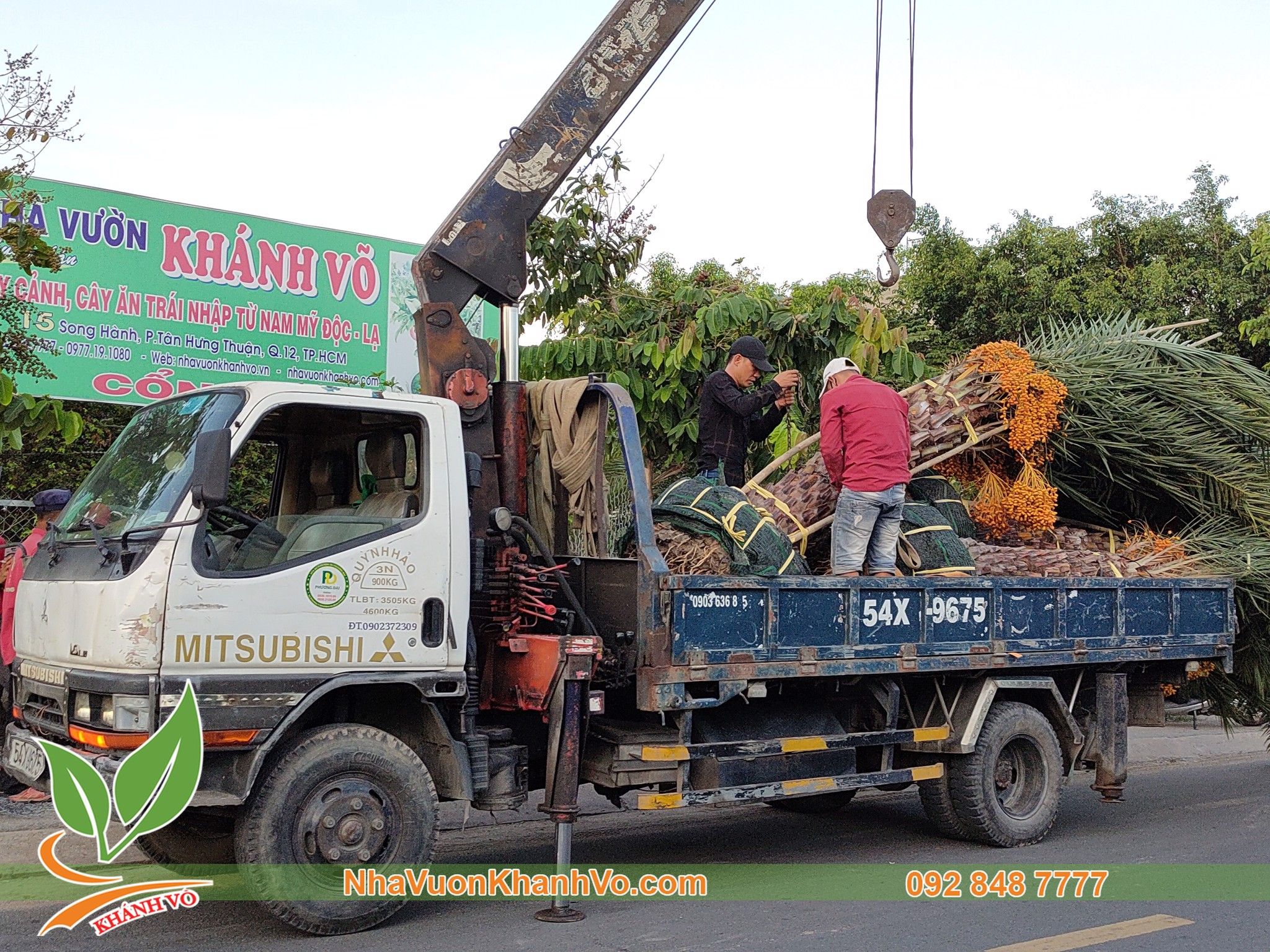 Cây Giống Chà Là Trung Đông Cao 40-50cm