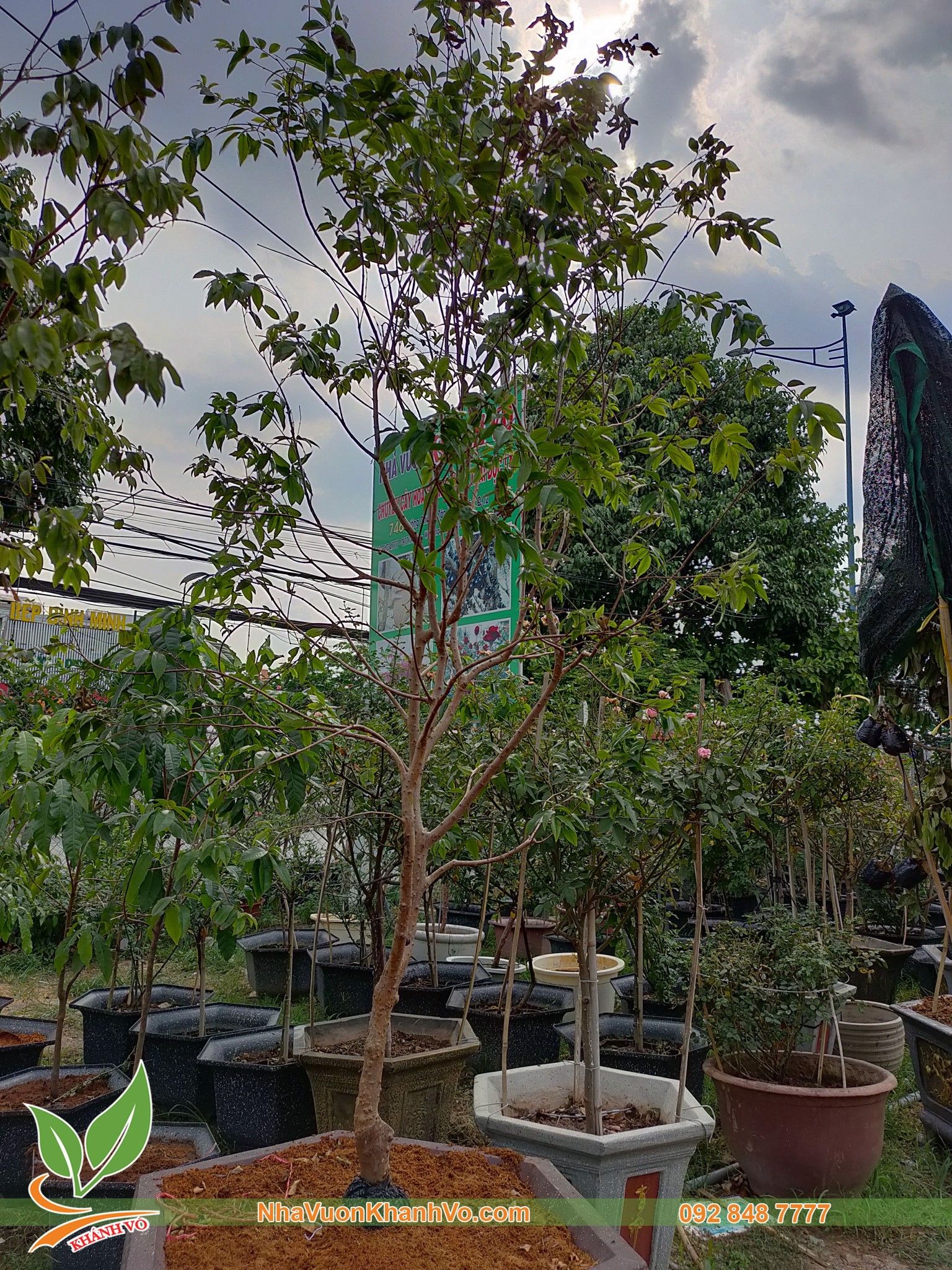 Cây Nho Thân Gỗ Tứ Quý Lá Lớn Đang Trái Xum Xuê
