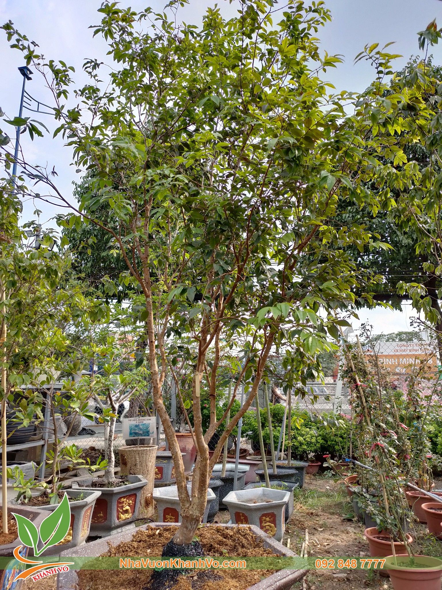 Cây Nho Thân Gỗ Cây Trồng Cho Biệt Thự - Lá Nhỏ
