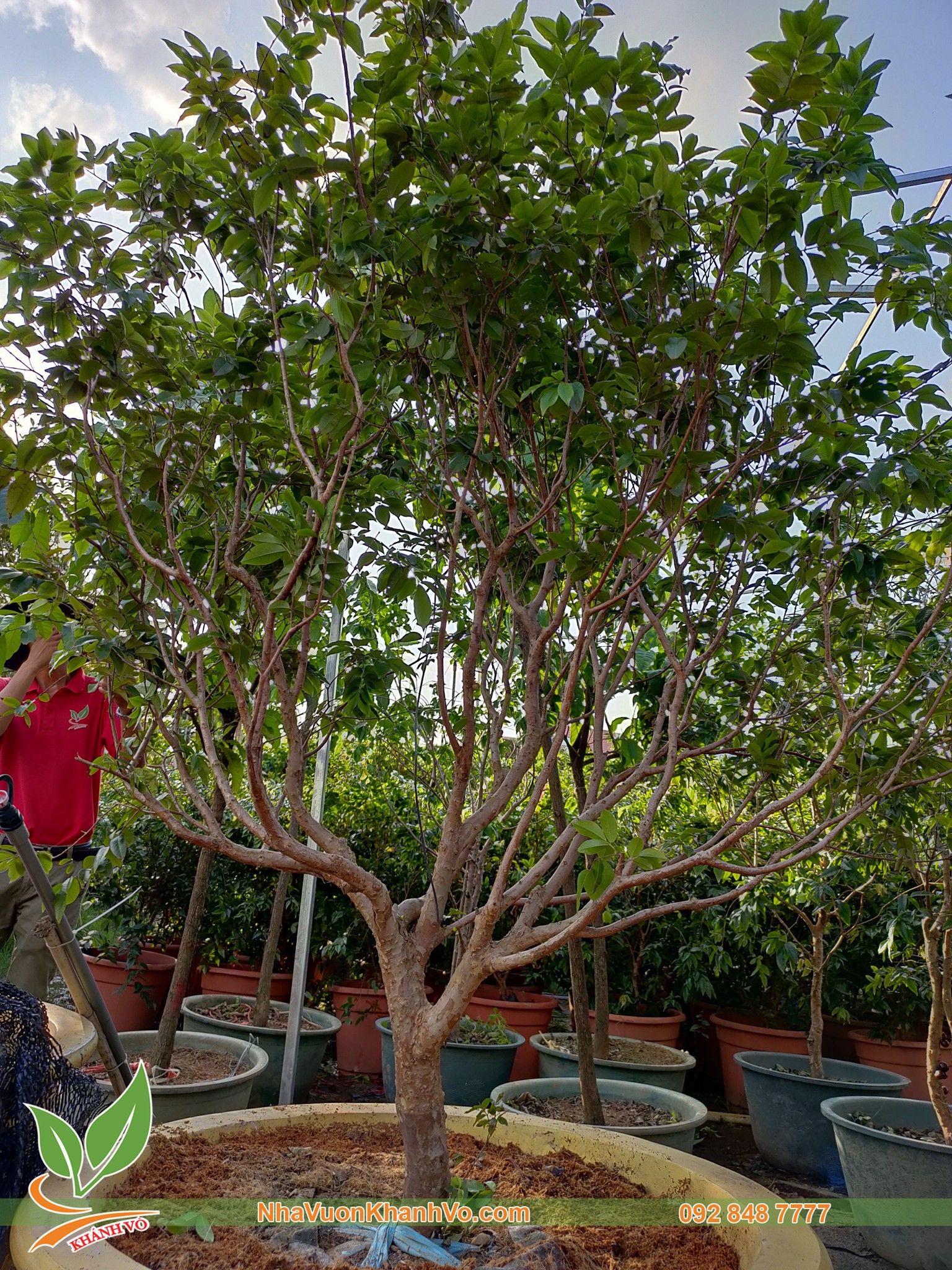 Cây Nho Thân Gỗ Tứ Quý 25 Năm Tuổi