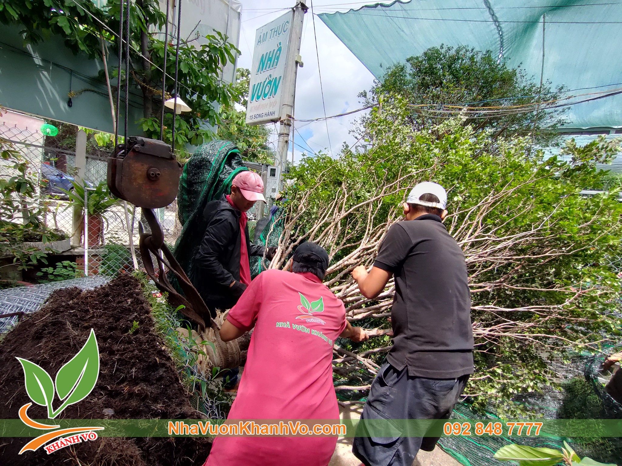 Cây Nho Thân Gỗ Lá Nhỏ - Cây Ăn Trái Biệt Thự Đẹp