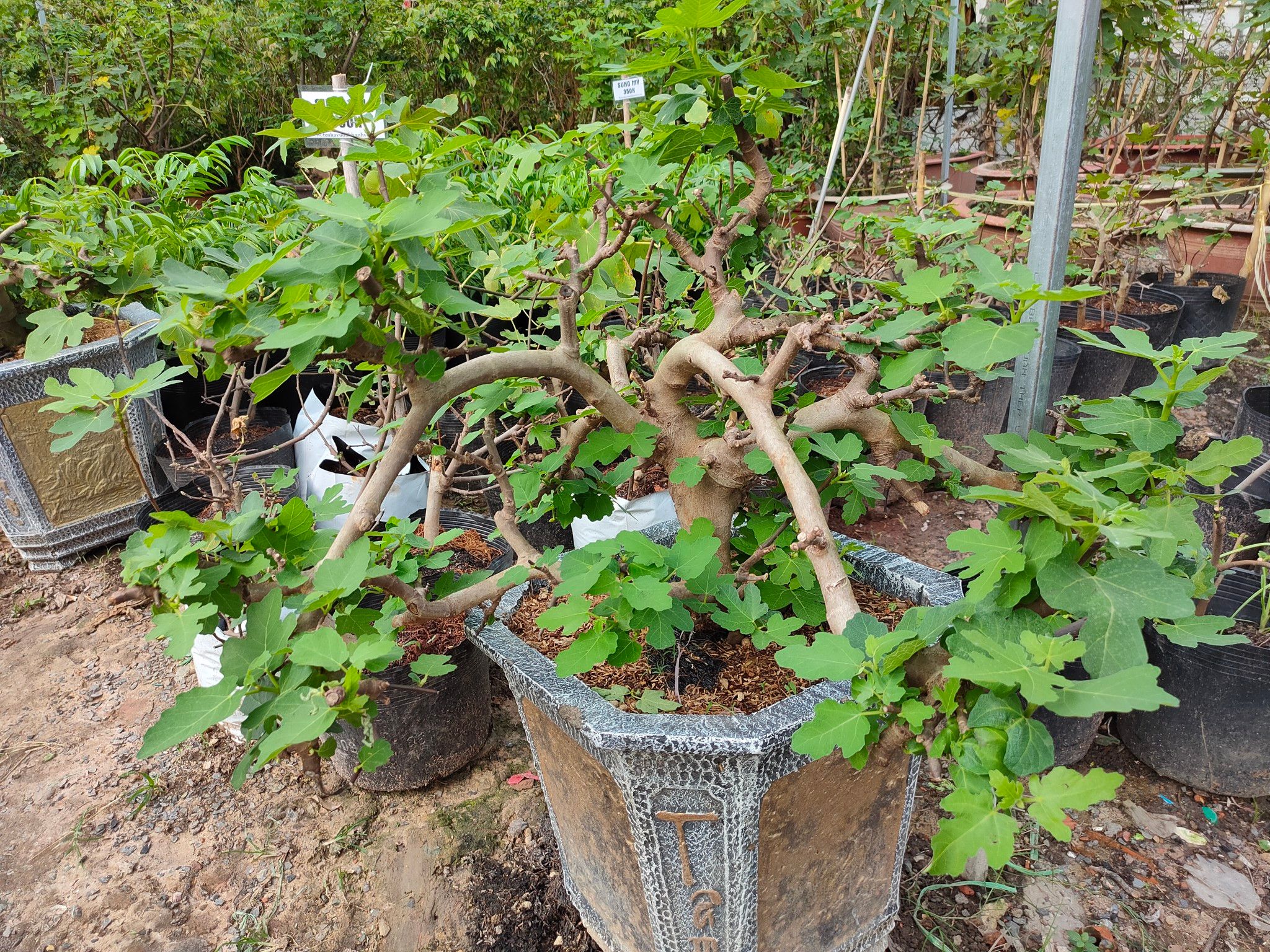 Cây Sung Mỹ Bonsai Tạo Dáng Đẹp Gốc 4 năm Tuổi