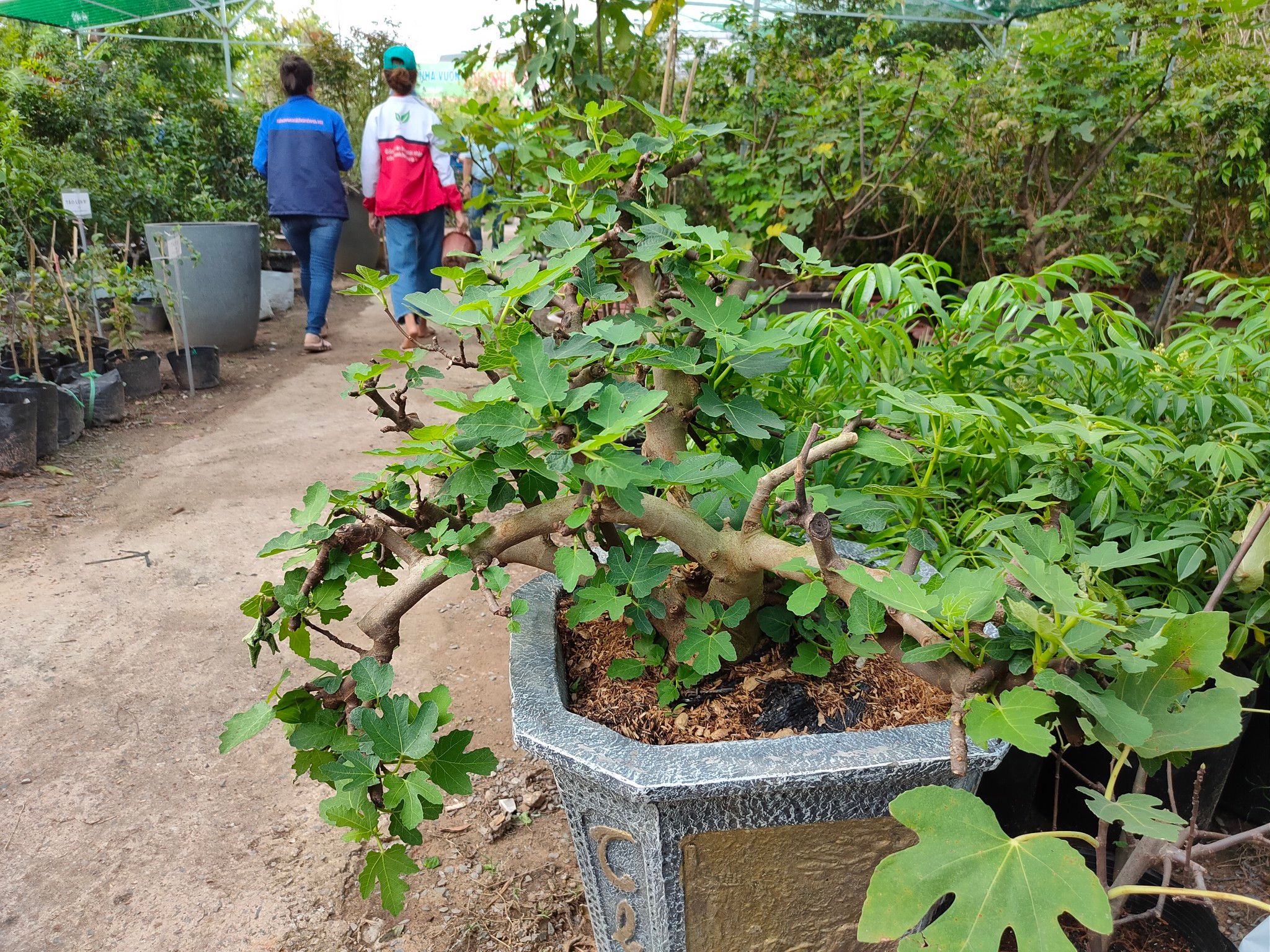 Cây Sung Mỹ Bonsai Tạo Dáng Đẹp Gốc 4 năm Tuổi