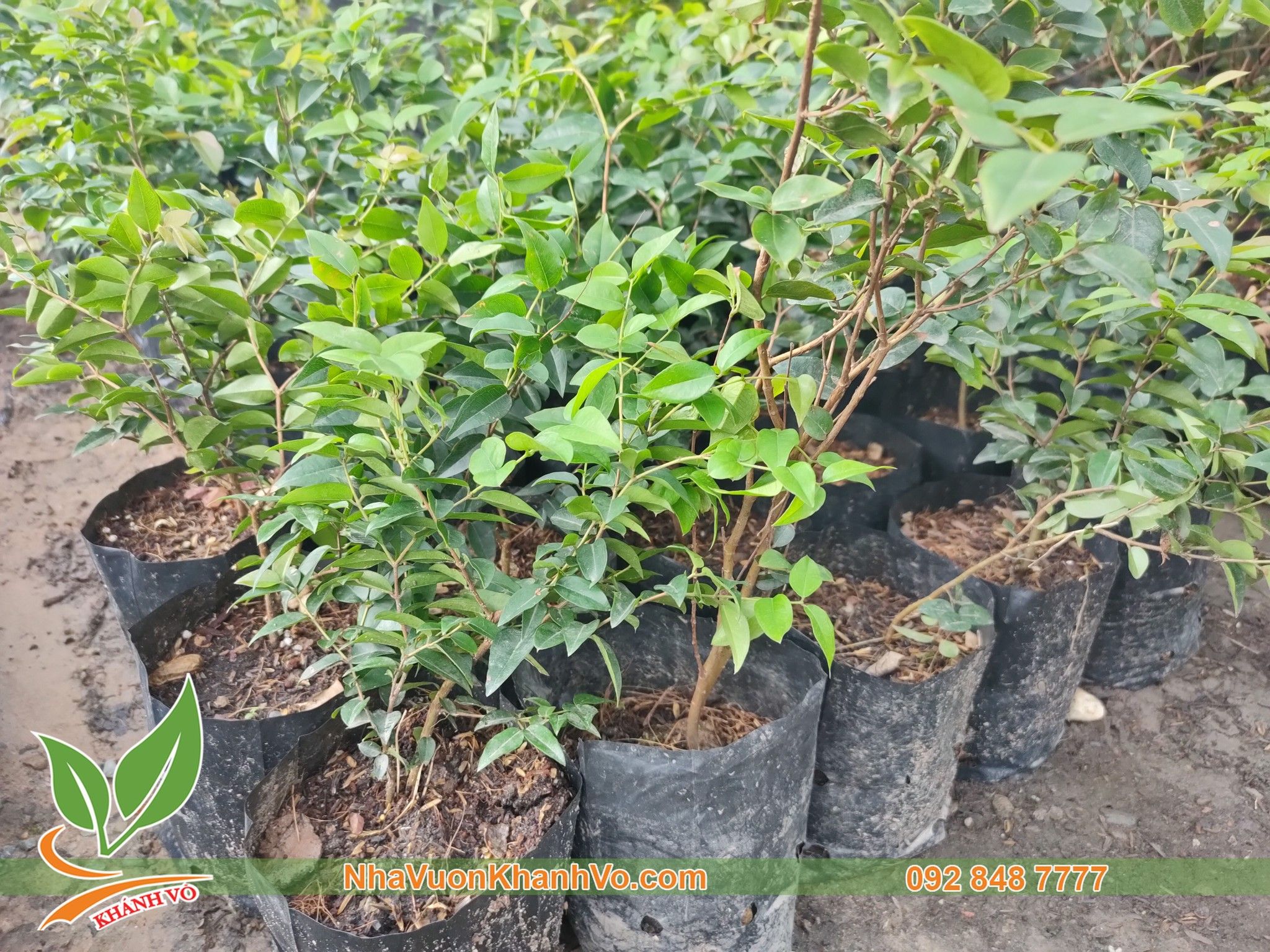 Cây Giống Nho Thân Gỗ Tứ Quý