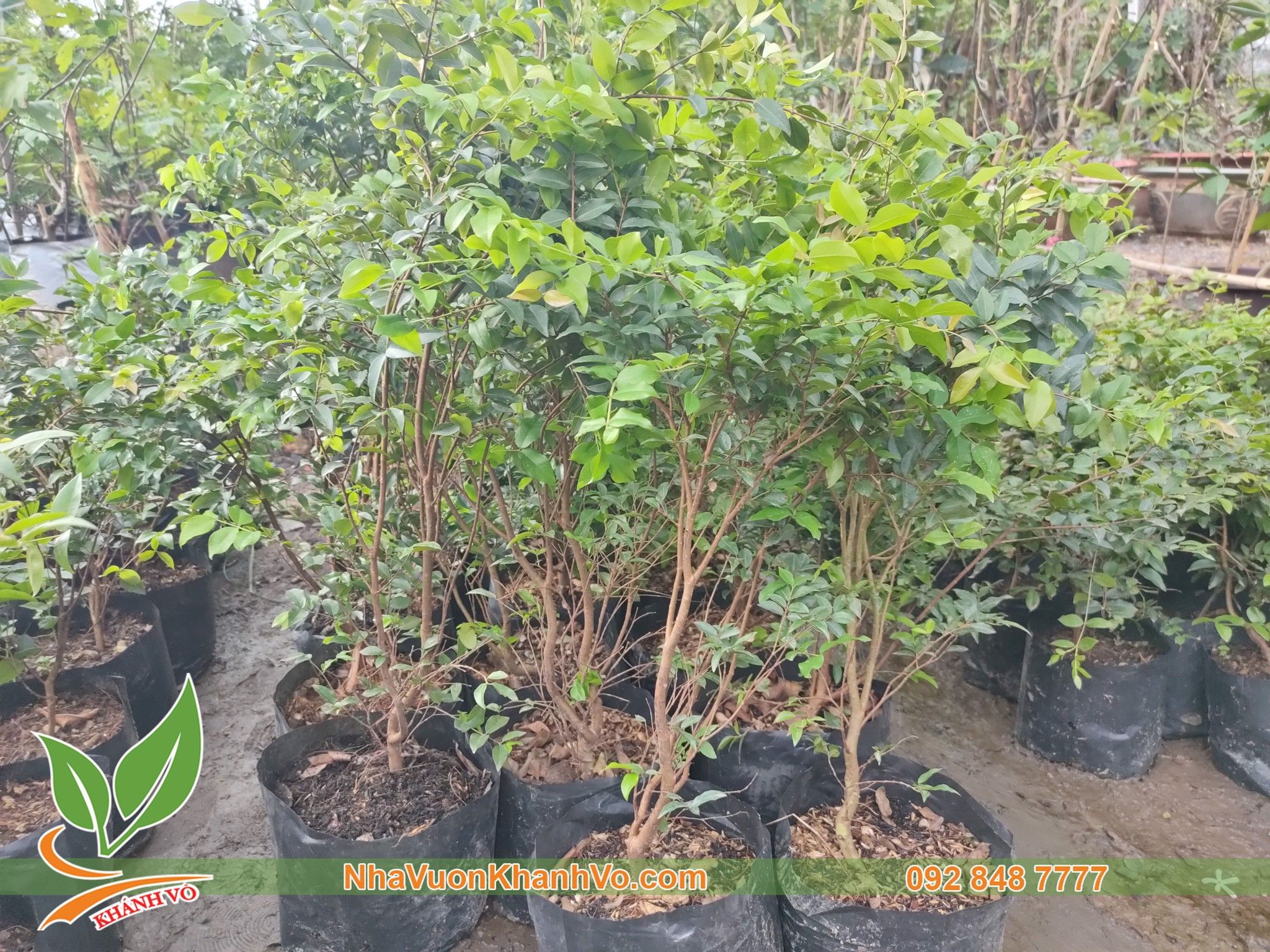 CÂY NHO THÂN GỖ 3 NĂM TUỔI - LÁ NHỎ