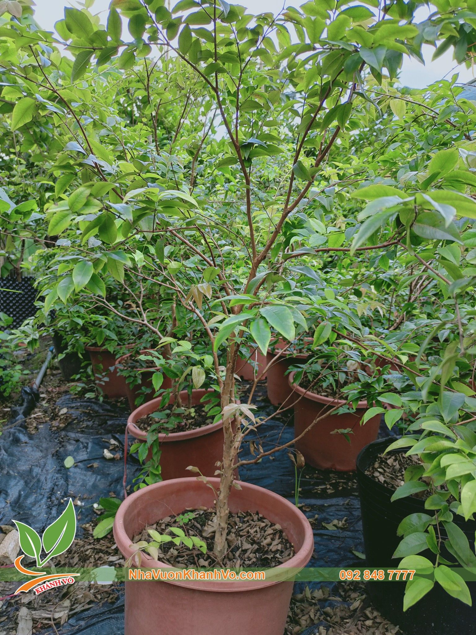 Cây Nho Thân Gỗ Tứ Qúy - Cây Trưởng Thành