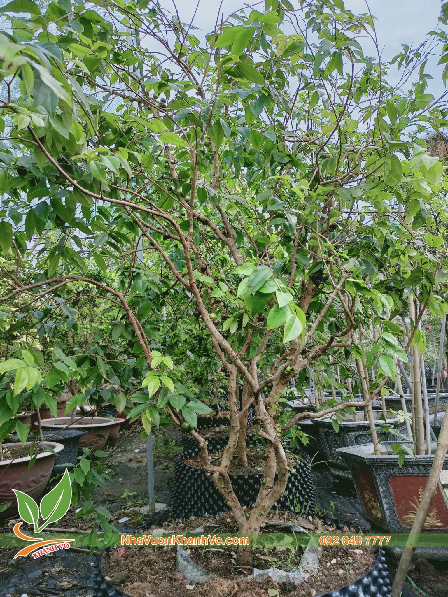CÂY NHO THÂN GỖ TỨ QUÝ ĐÃ RA TRÁI 2 VỤ