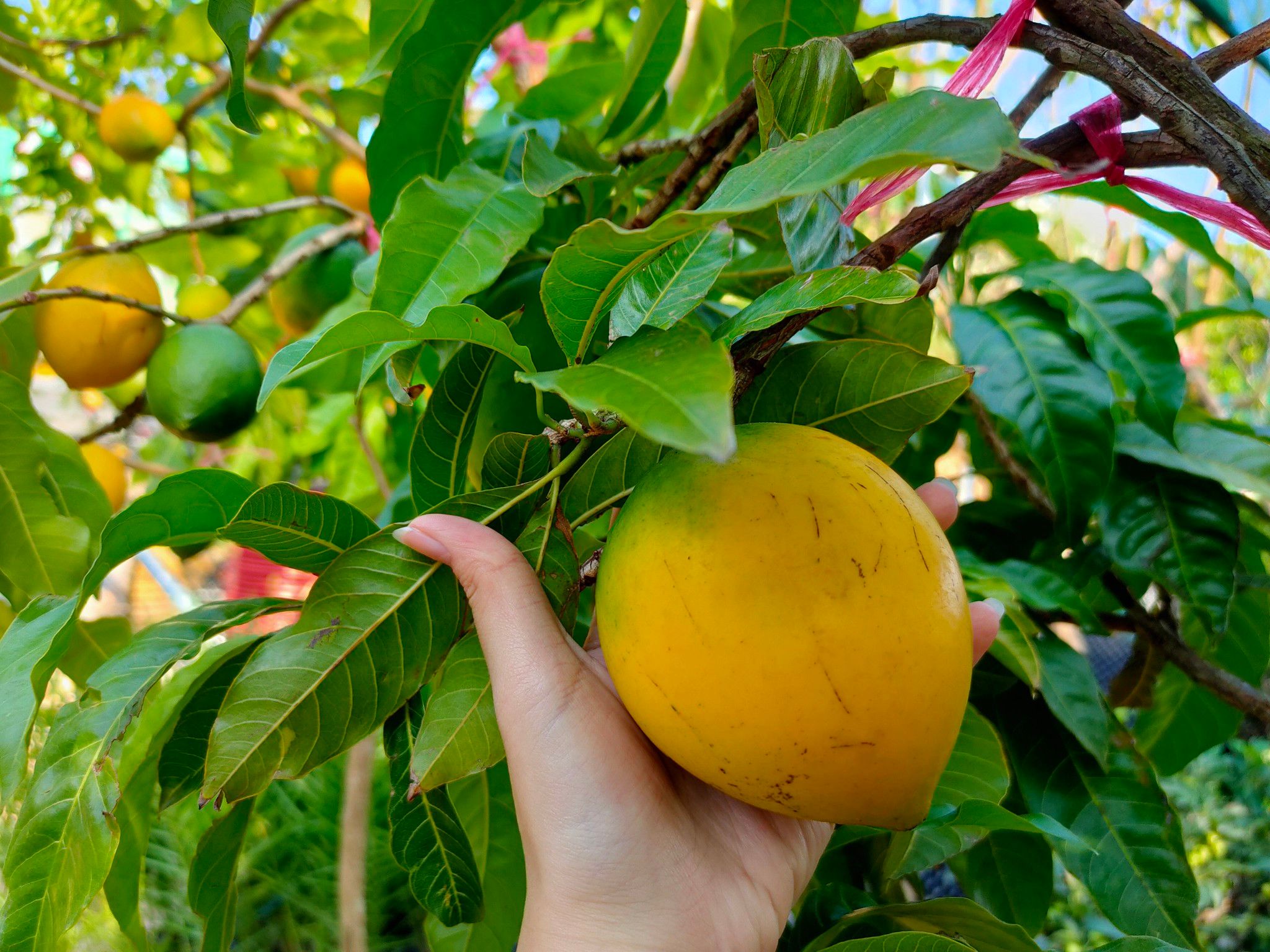 Cây Vú Sữa Hoàng Kim Chiết Cành