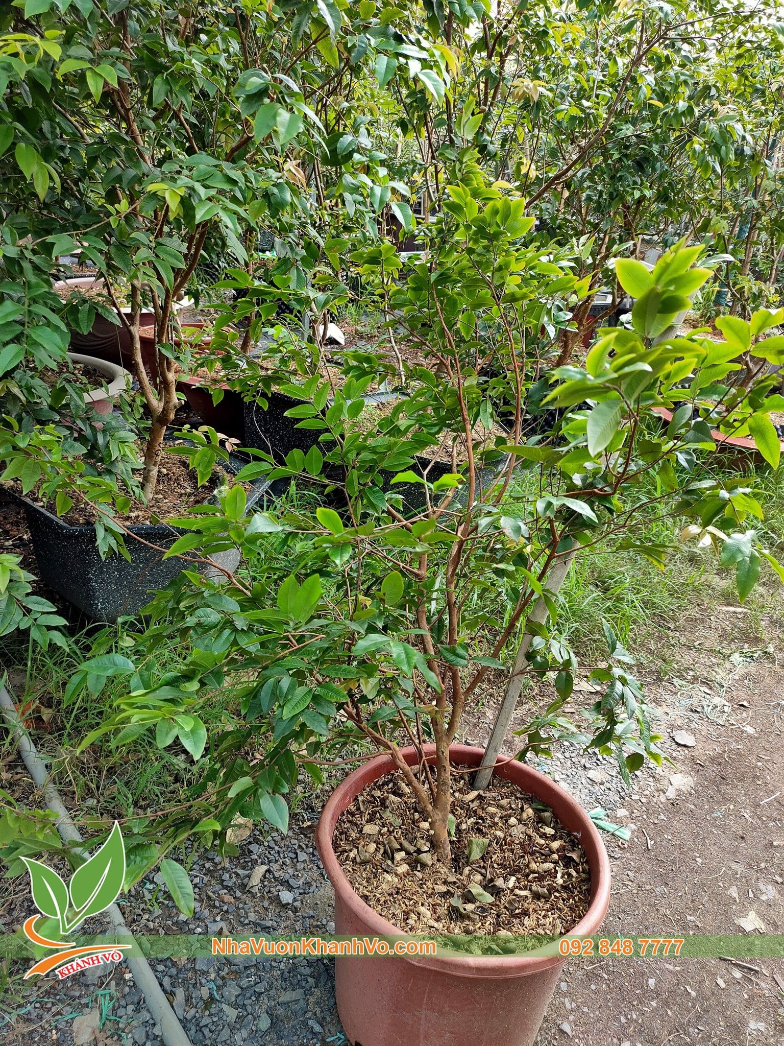 Cây Nho Thân Gỗ Tứ Quý Đang Trái