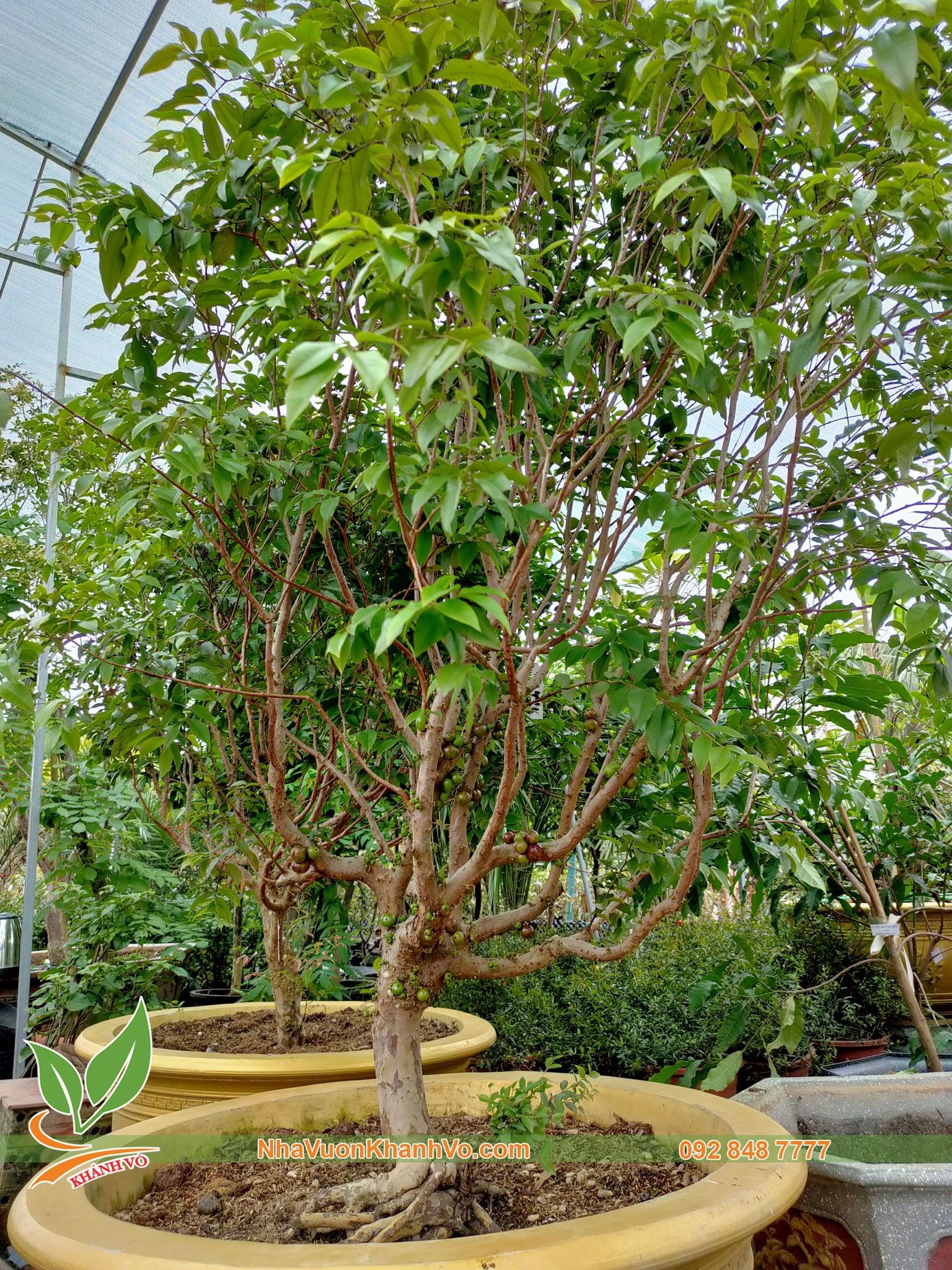 Cây Nho Thân Gỗ Tứ Quý 28 Năm Tuổi