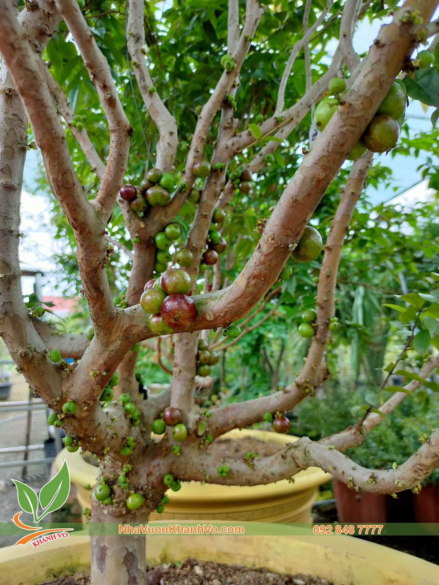 CÂY NHO THÂN GỖ TỨ QUÝ CAO 1,3M