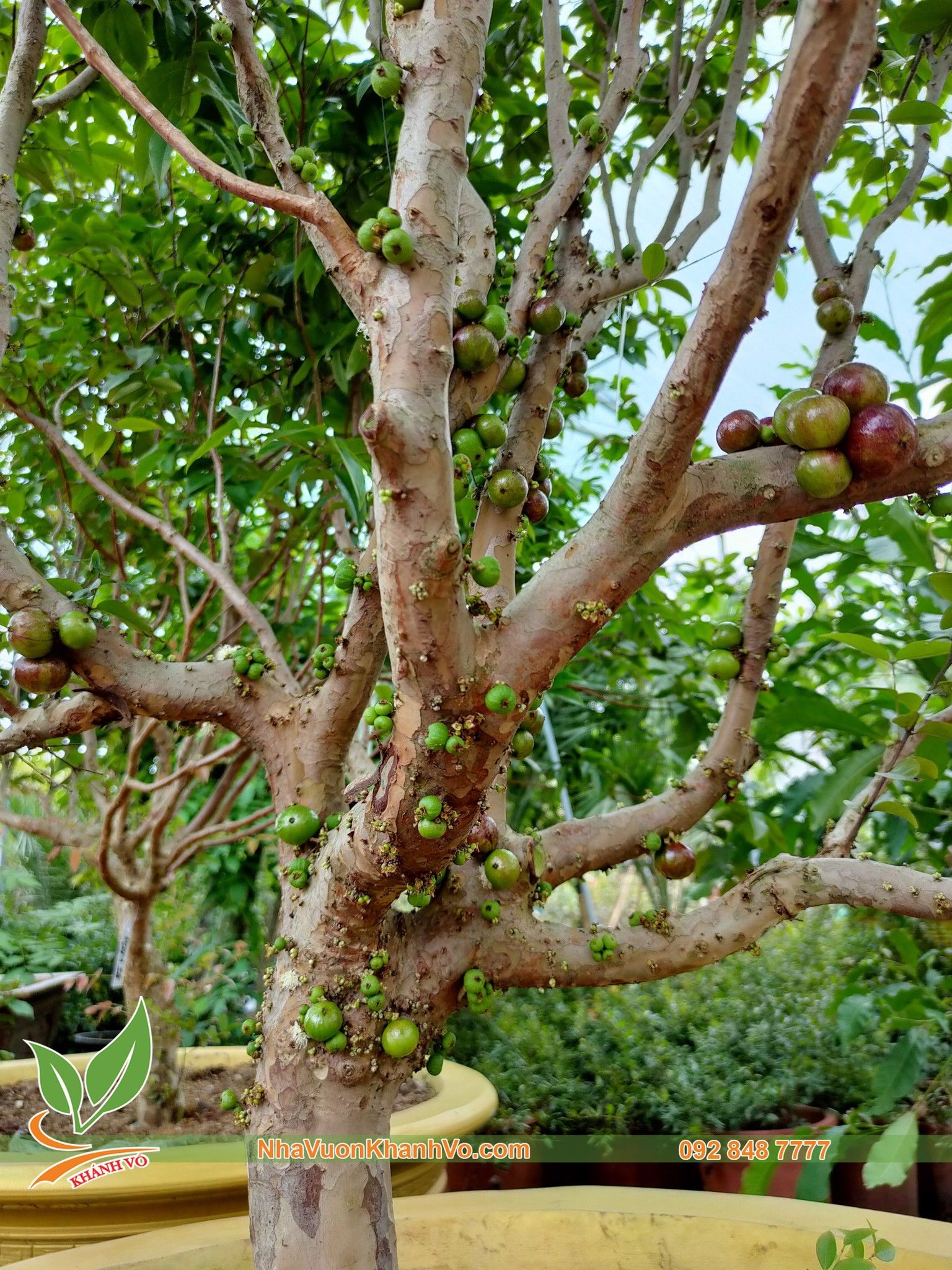 CÂY NHO THÂN GỖ TỨ QUÝ ĐÃ RA TRÁI 2 VỤ