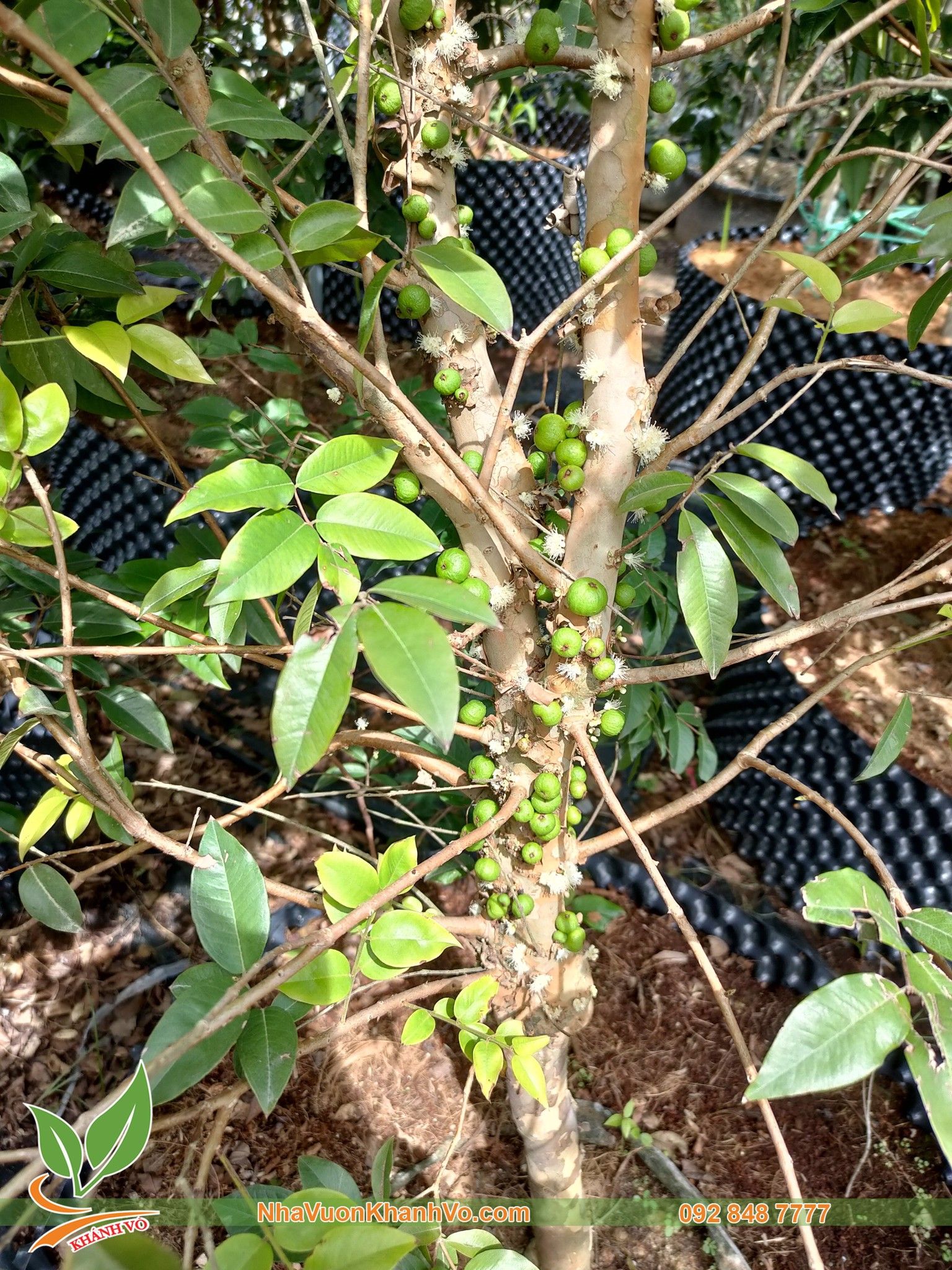 Cây Nho Thân Gỗ Tứ Qúy - Cây Trưởng Thành
