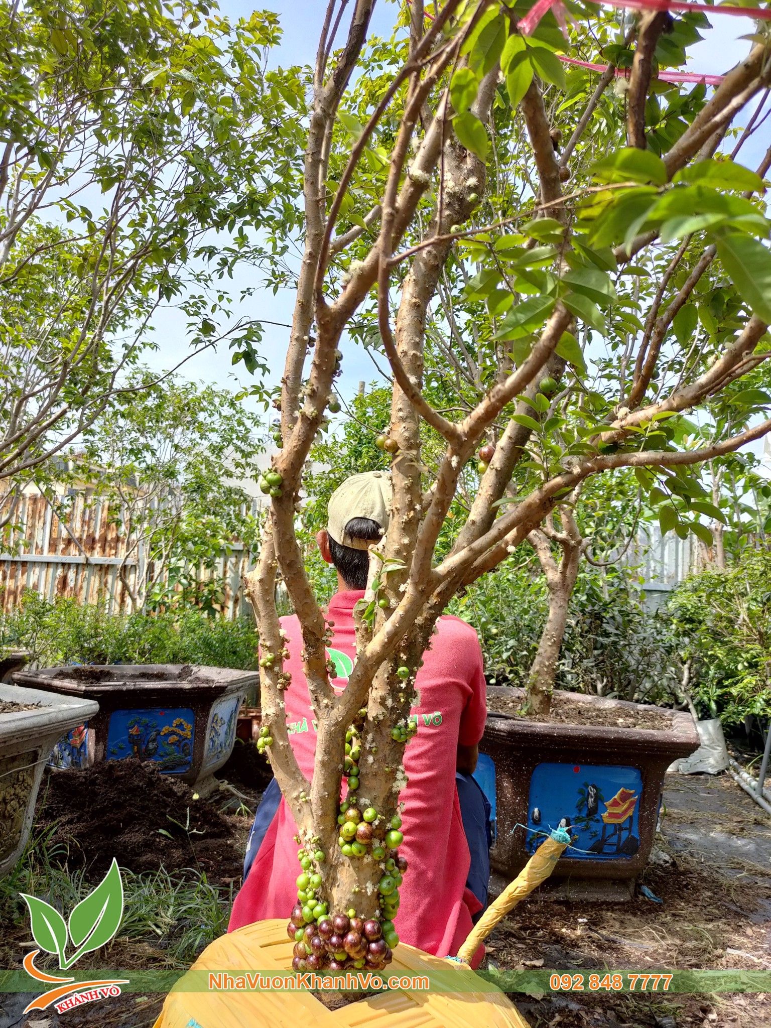 Cây Nho Thân Gỗ Tứ Quý 15 Năm Tuổi