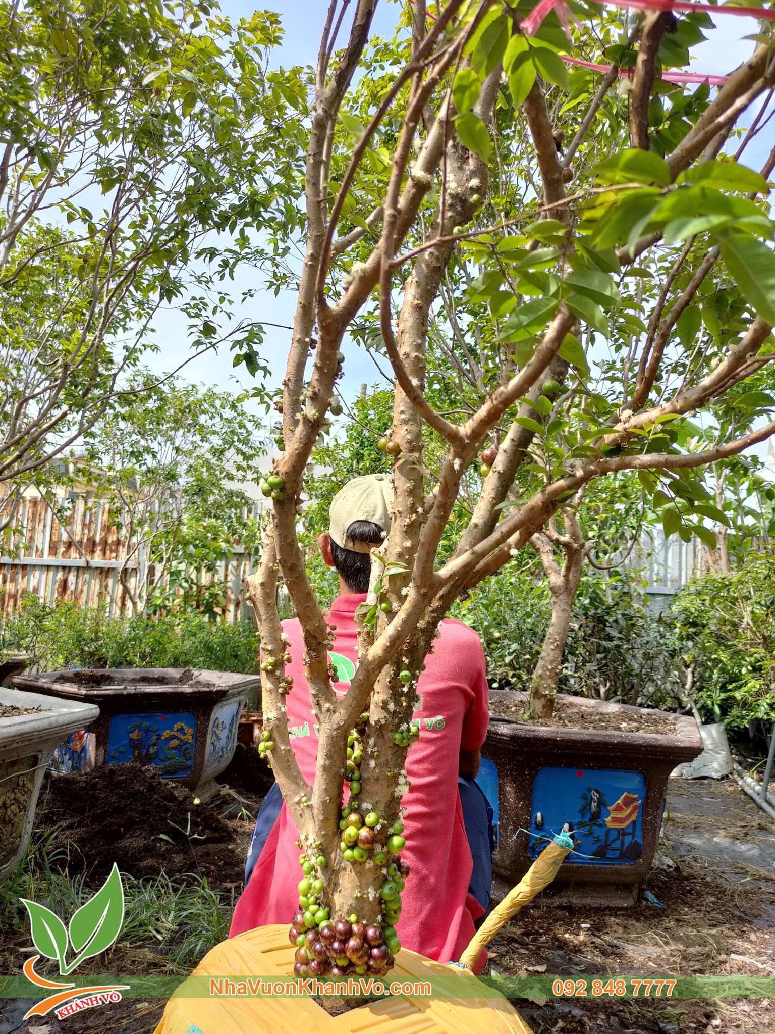 Cây Nho Thân Gỗ Tứ Quý 25 Năm Tuổi