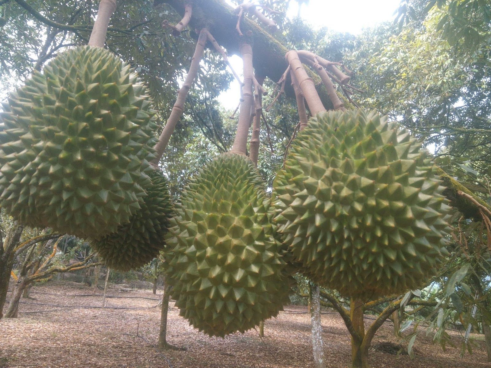 Cây Sầu riêng Monthong