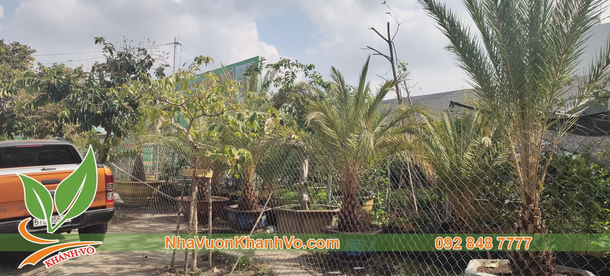 Giống Cây Chà Là Trung Đông Cao 60-80cm