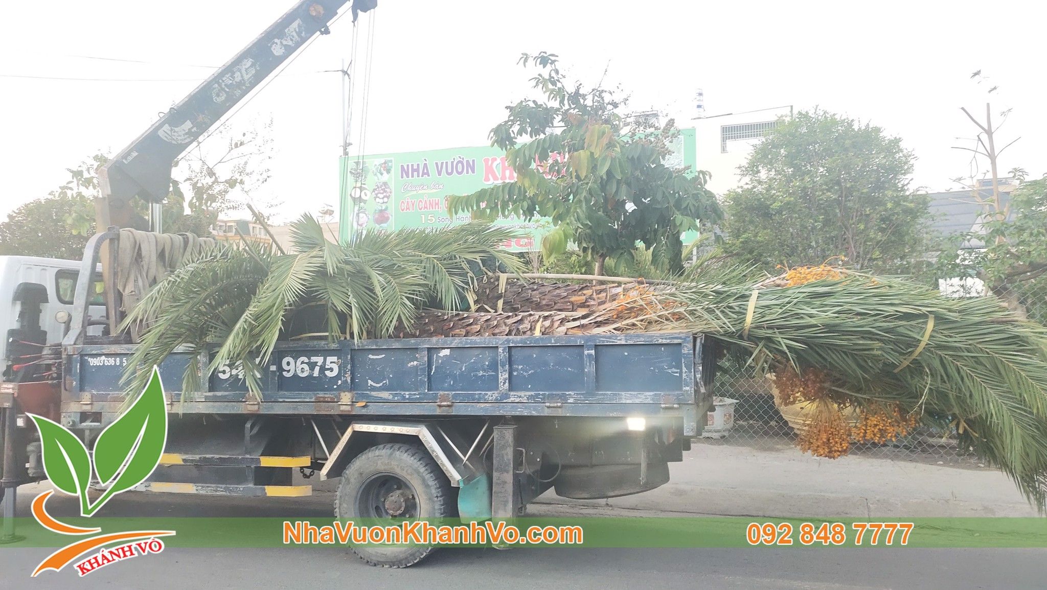 Giống Cây Chà Là Trung Đông Cao 60-80cm