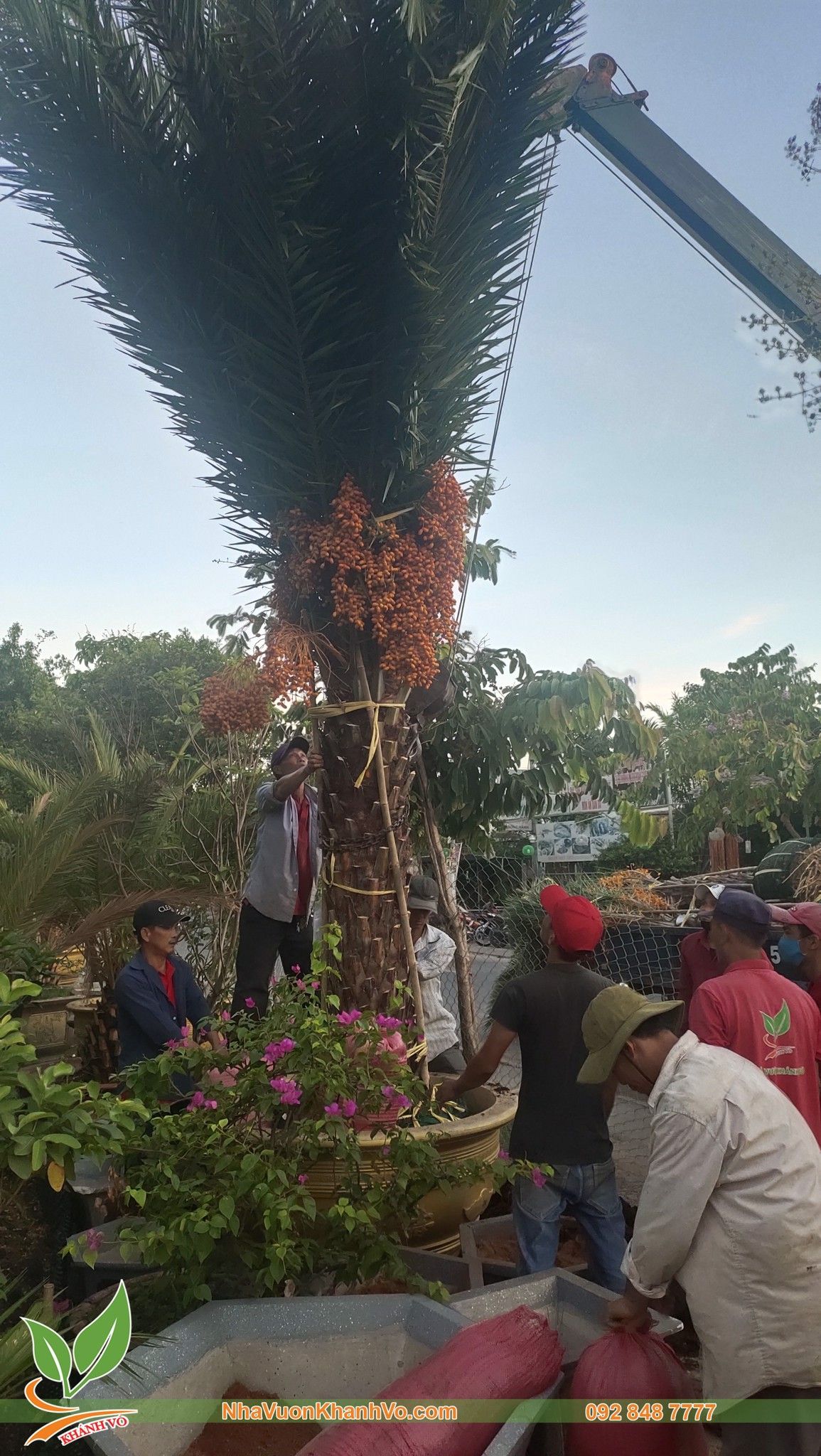 Giống Cây Chà Là Trung Đông Cao 60-80cm