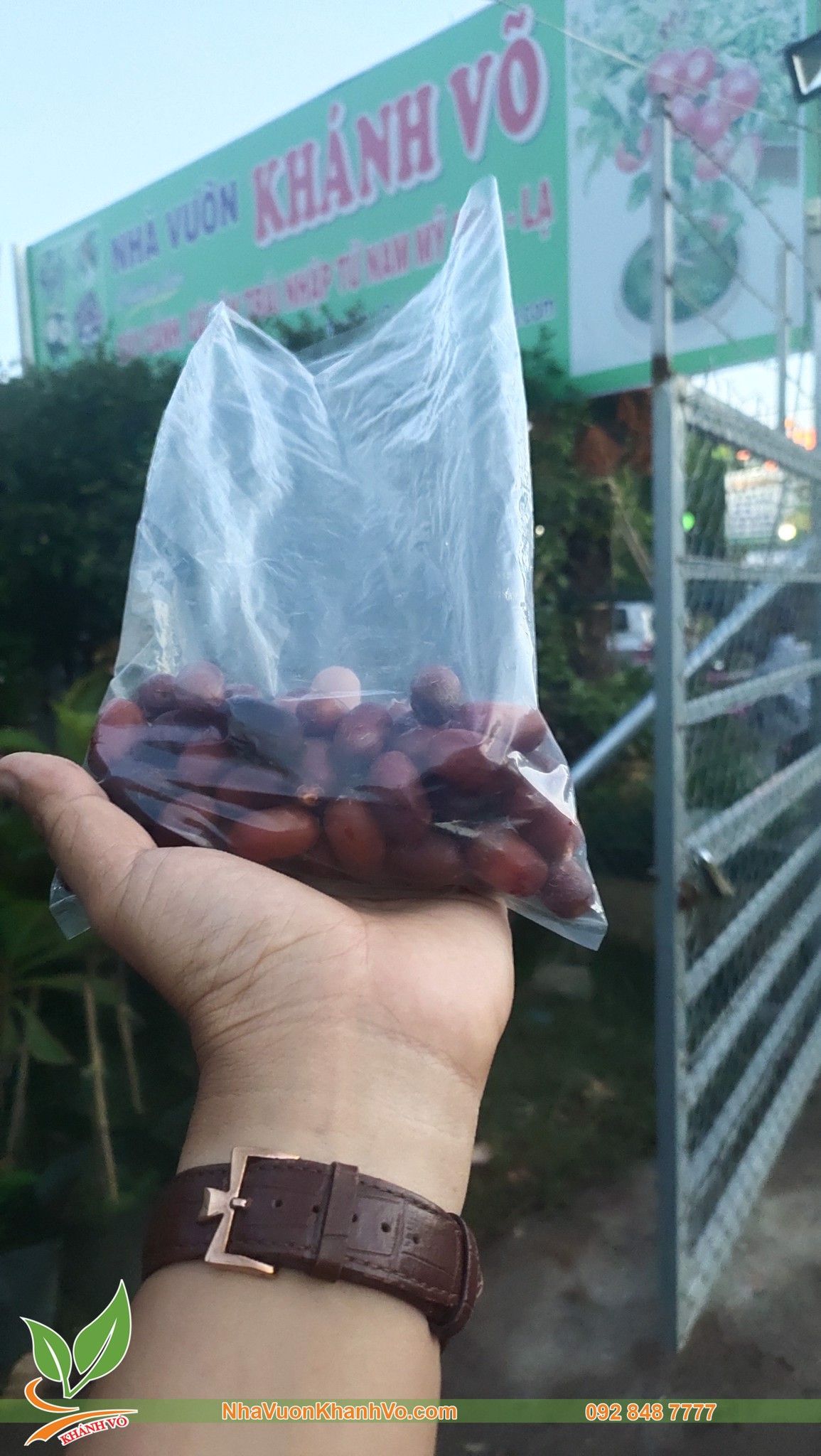 Cây Mầm Chà Là Trung Đông - Cây Mầm Giống F1 Cao 15cm