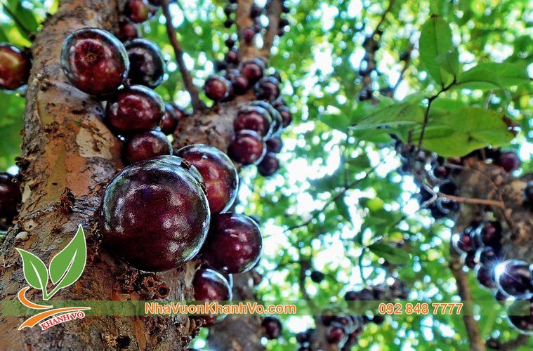 CÂY NHO THÂN GỖ TỨ QUÝ LÁ LỚN
