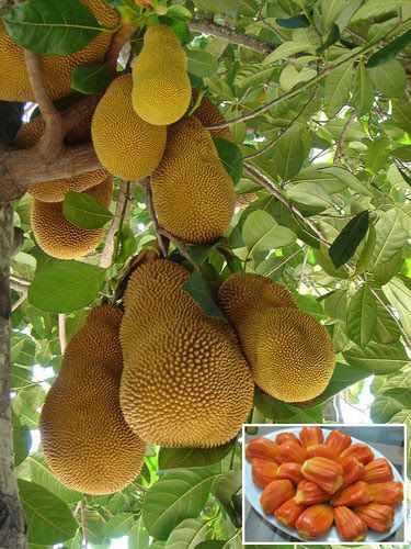 Cây Mít Ruột Đỏ Cao 60-70cm