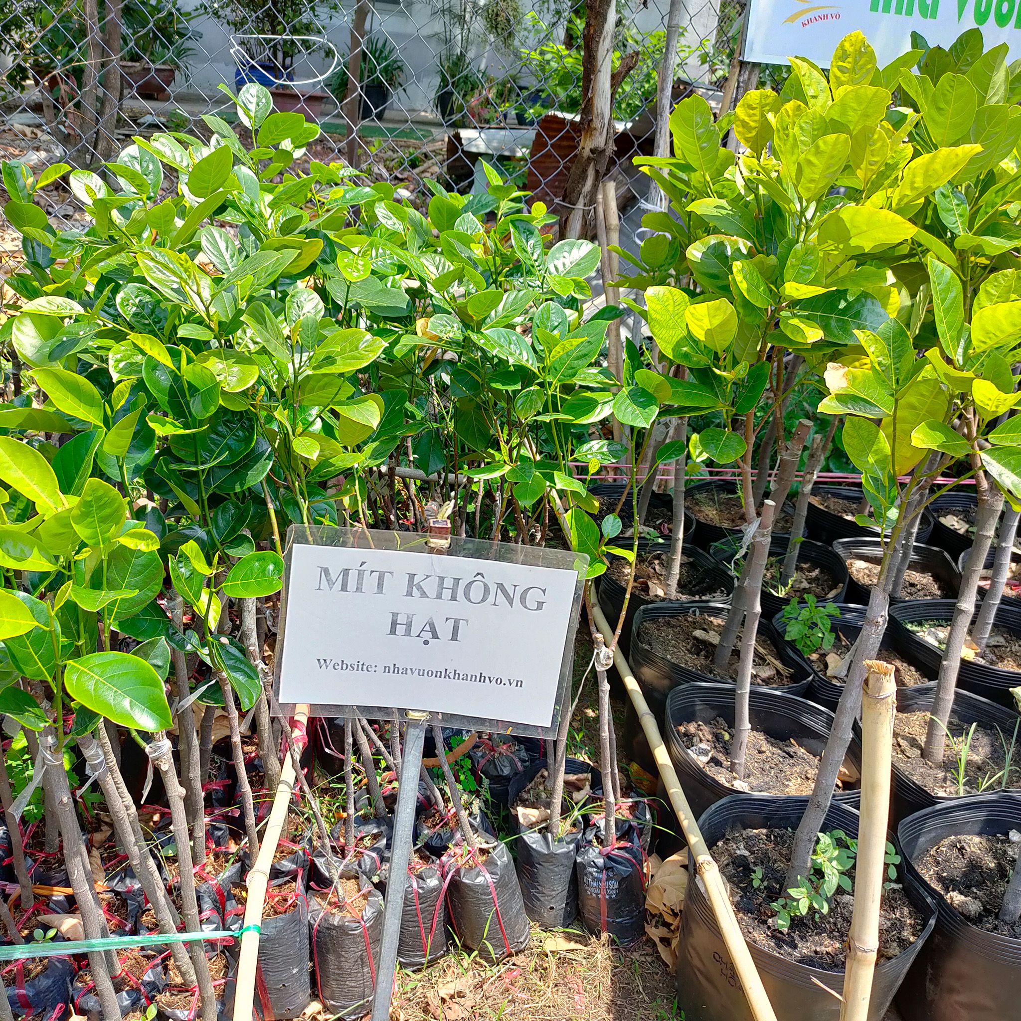 Cây Mít Không Hạt Giống