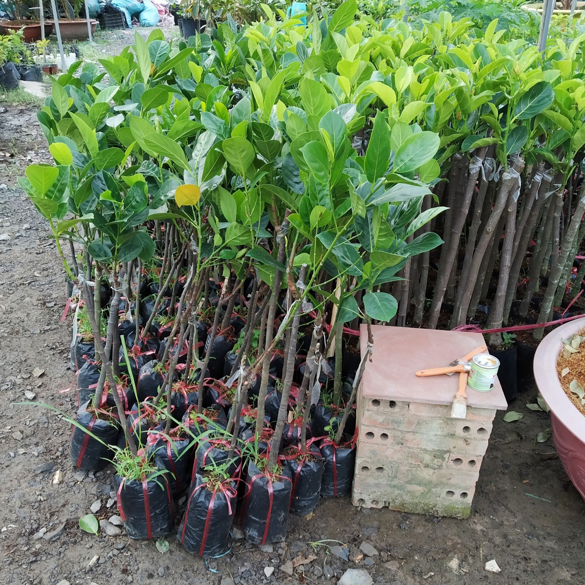 Cây Mít Không Hạt Giống