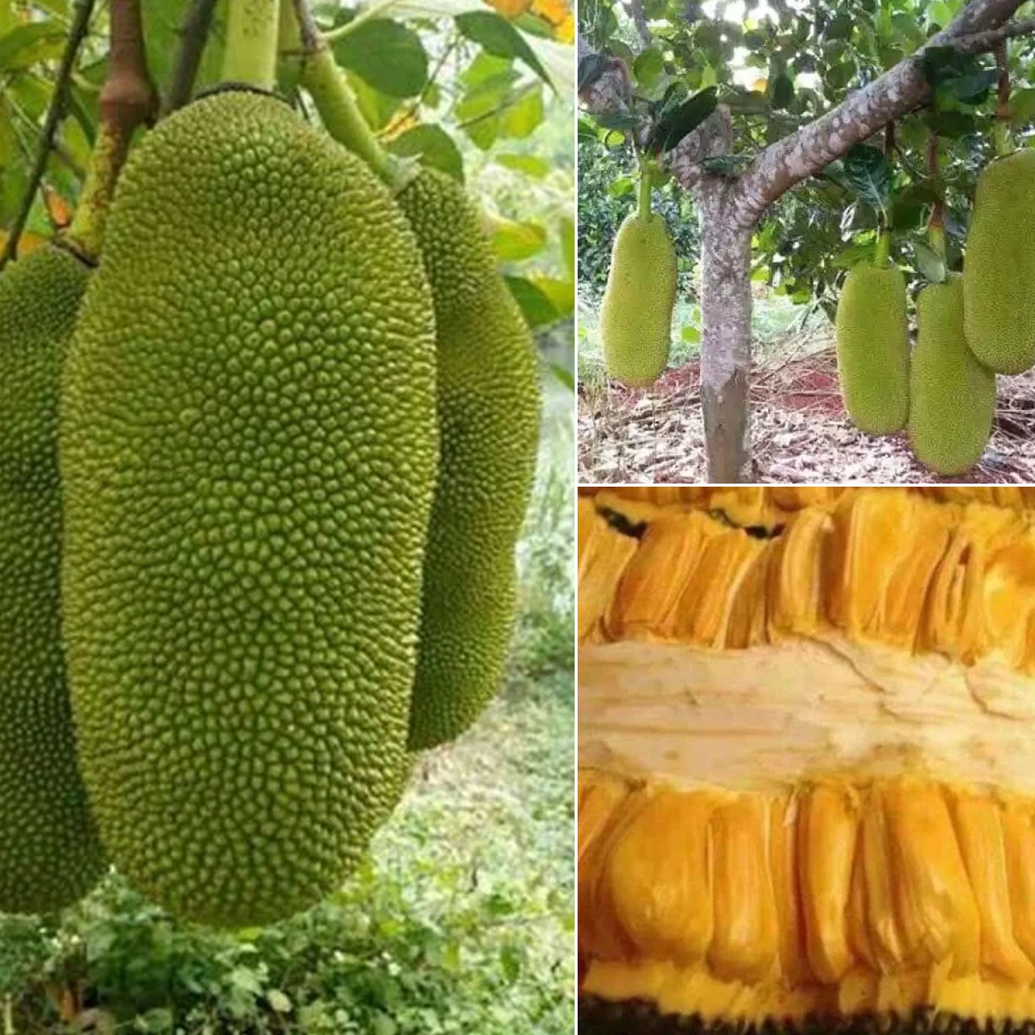 Cây Mít Trái Dài Malaysia Cao 30-40cm
