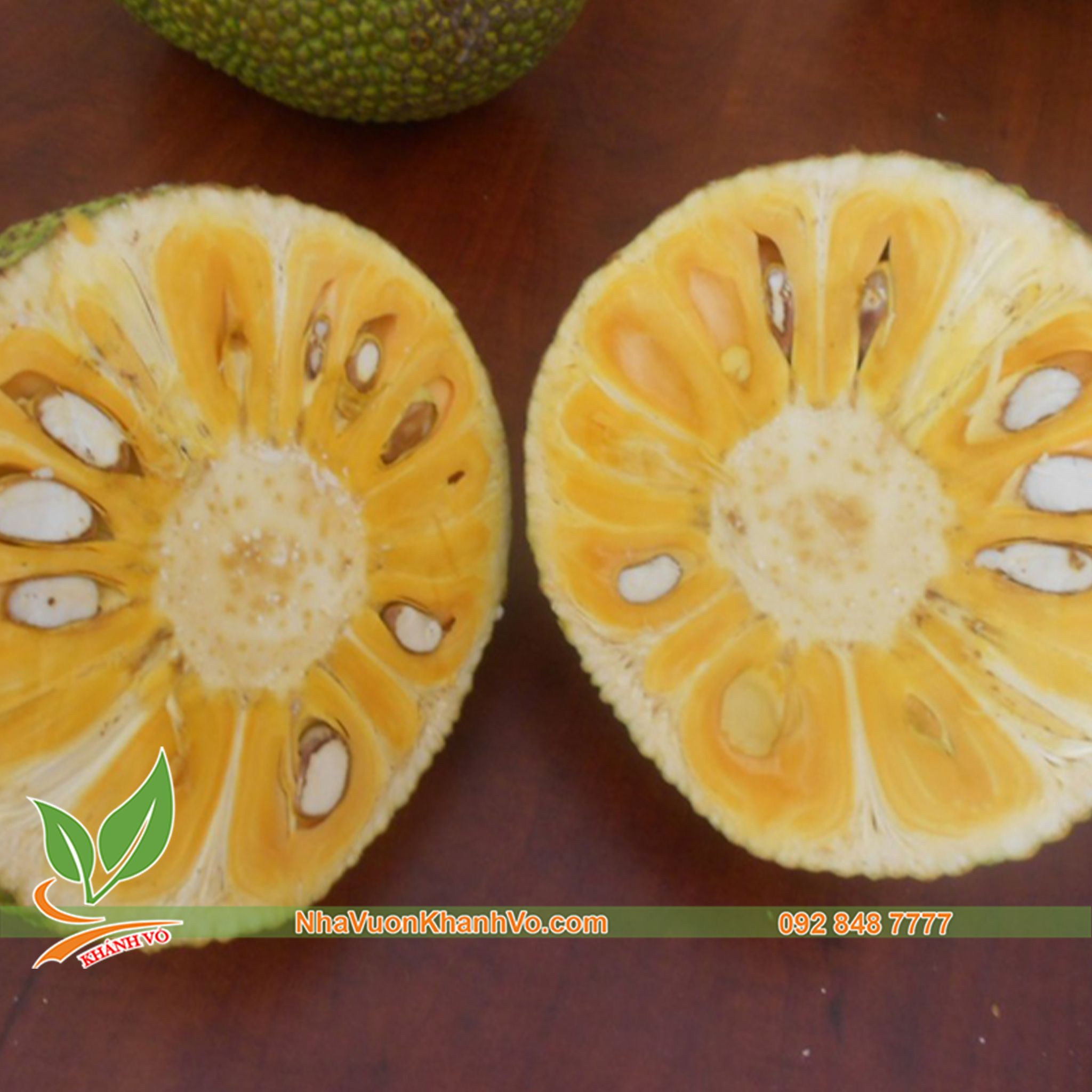 Cây Mít Lá Bàng Giống