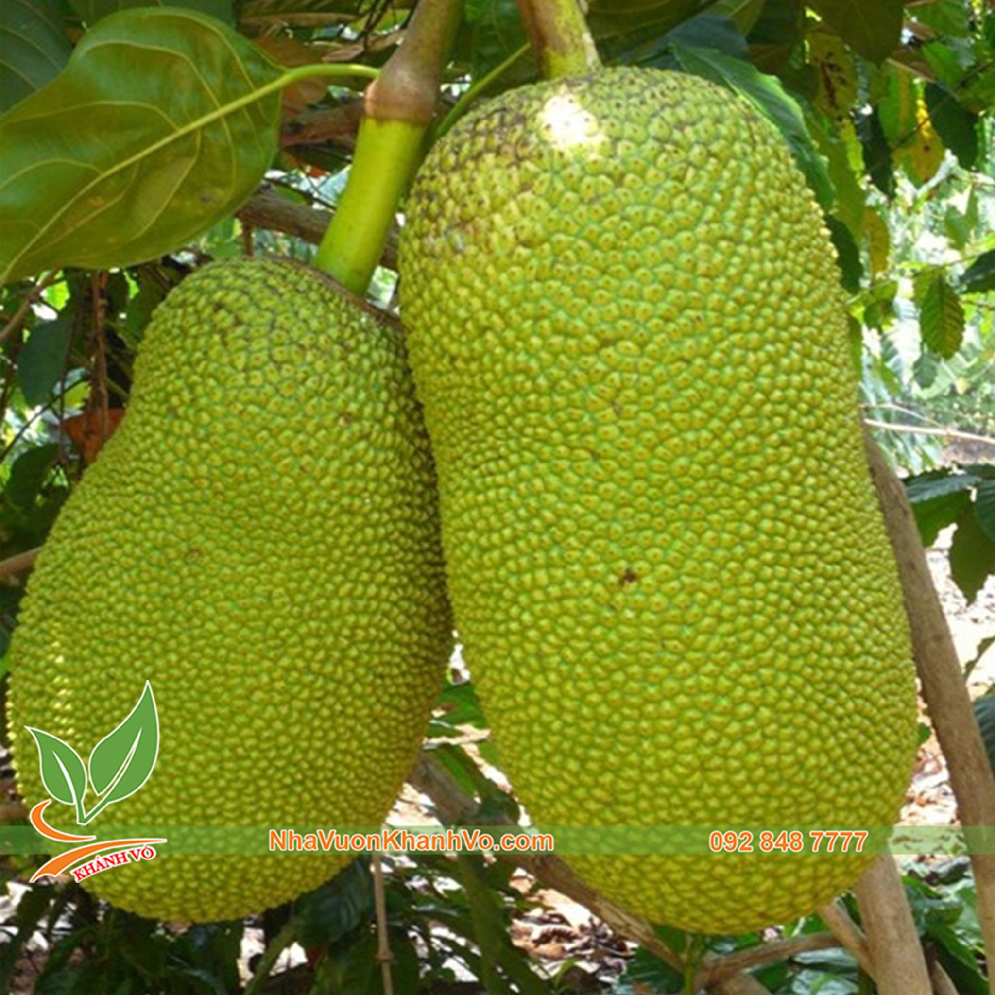 Cây Mít Lá Bàng Giống
