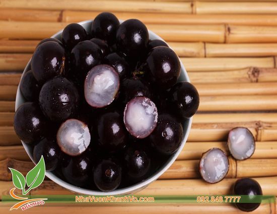 Cây Nho Thân Gỗ Nhiều Năm Tuổi - Lá Nhỏ