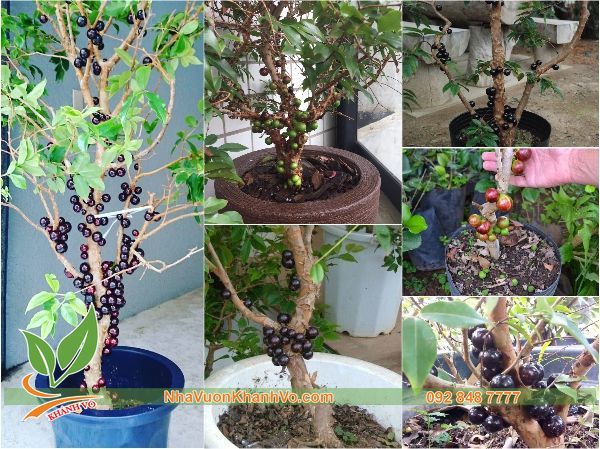 Cây Nho Thân Gỗ Cây Trồng Cho Biệt Thự - Lá Nhỏ