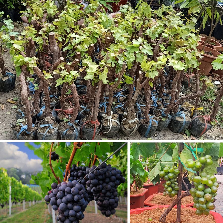 Cây Nho Pháp Giống Sắp Ra Hoa