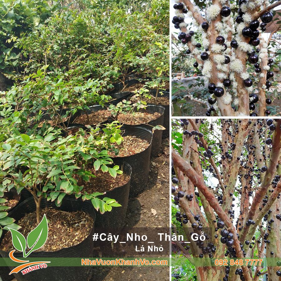 Nho Thân Gỗ Cây Giống - Lá Nhỏ