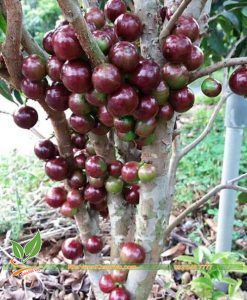 Cây Nho Thân Gỗ Tứ Quý 25 Năm Tuổi