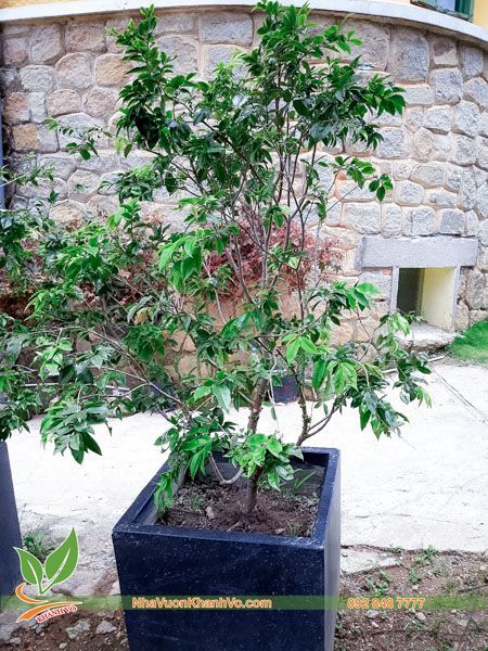 Cây Nho Thân Gỗ Tứ Quý Cao 1,5m Tạo Táng Đep