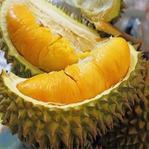 Cây Sầu Riêng Ri6 Sắp Ra Trái Cao 1,6 - 1,8M