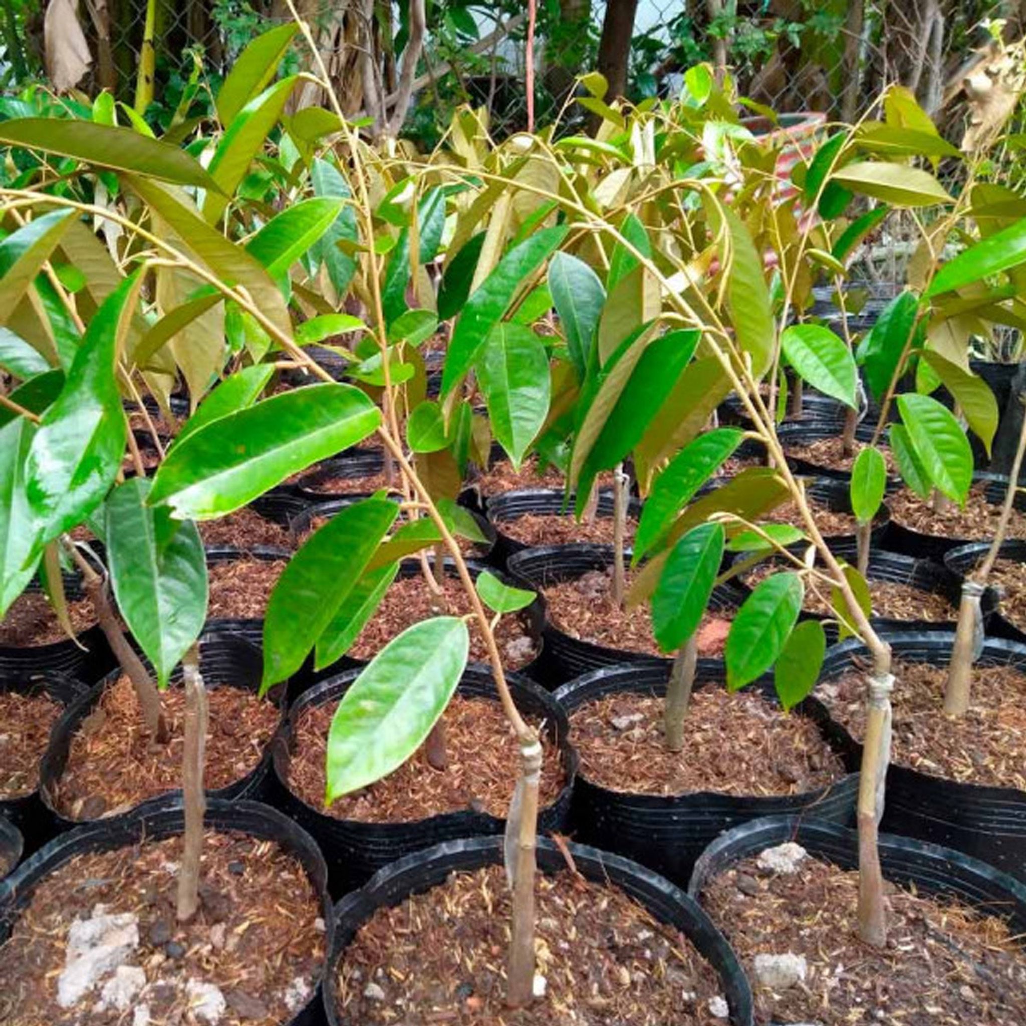Cây Sầu riêng Ri6