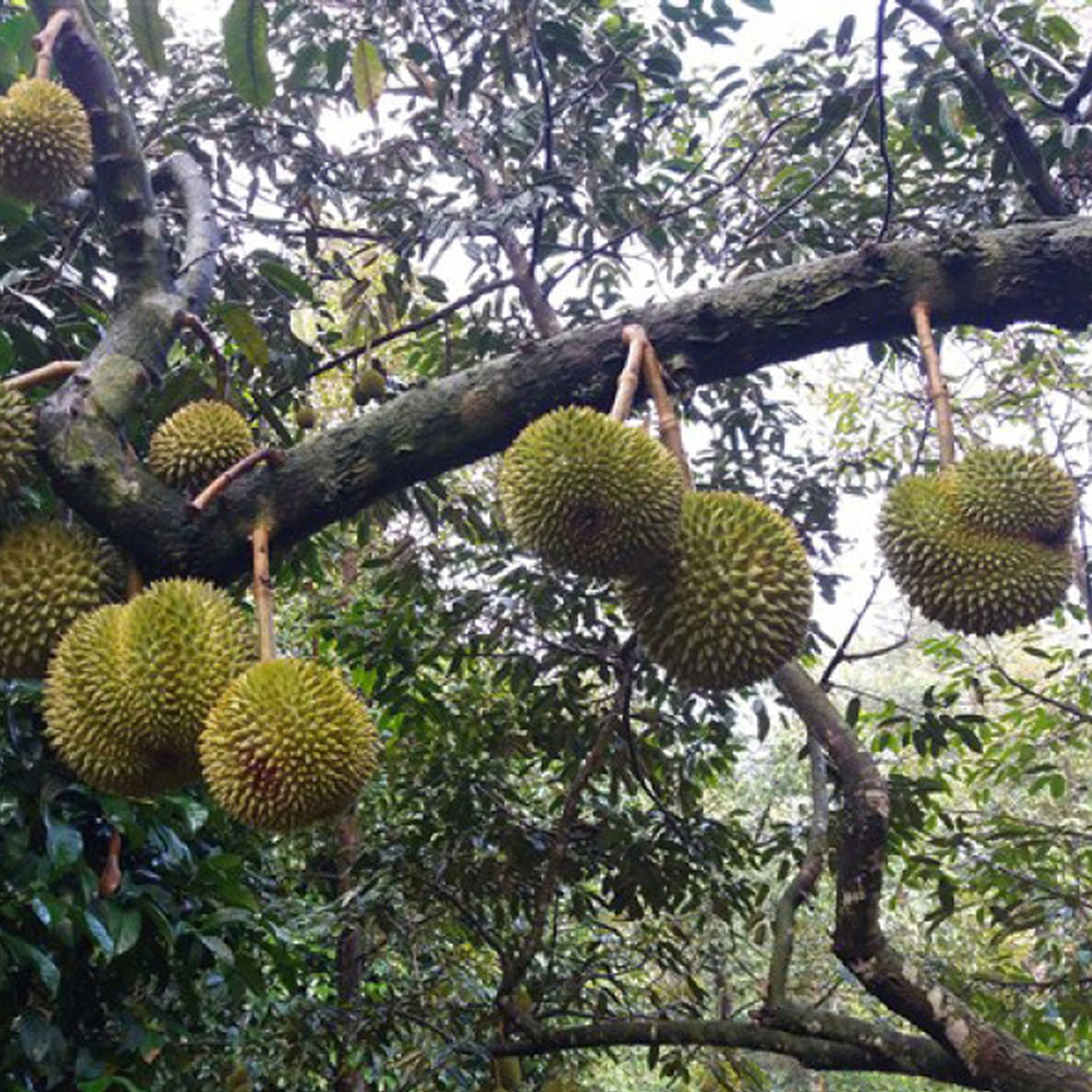 Cây Sầu riêng Ri6