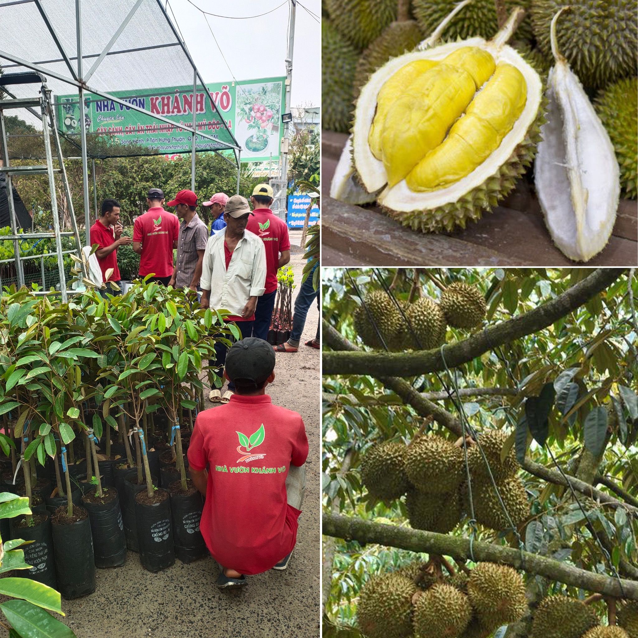 Cây Sầu riêng Ri6 Cây Cỡ Trung