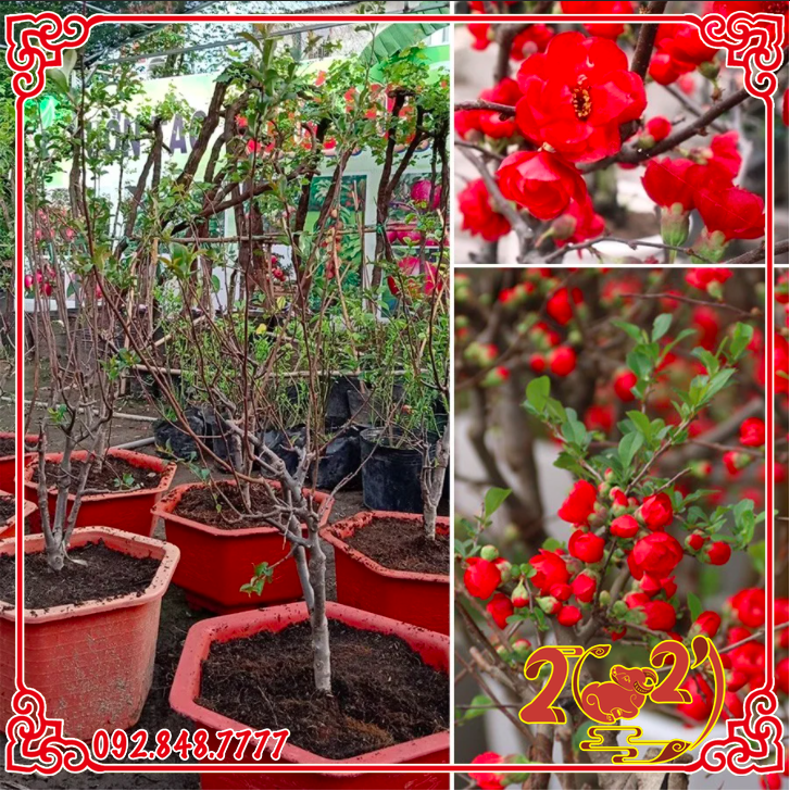 Cây Mai Đỏ Nhật Bản Sắp Bông