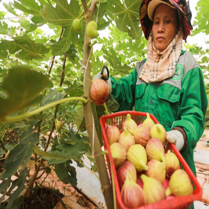 Sung Mỹ Nhà vườn Khánh Võ