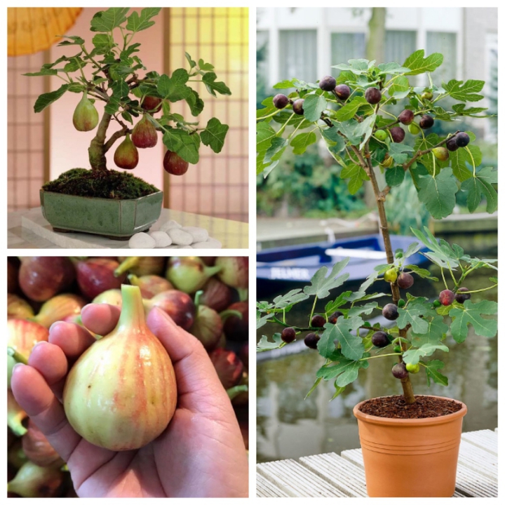 Sung Mỹ Nhà vườn Khánh Võ