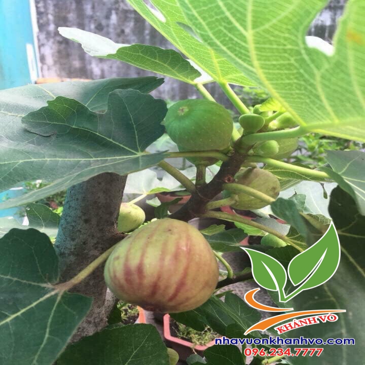 Sung Mỹ Nhà vườn Khánh Võ