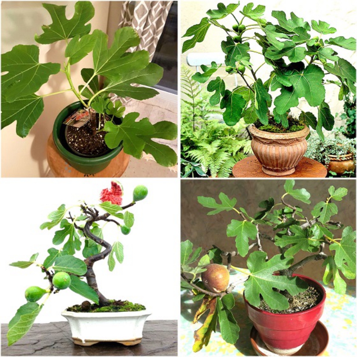 Sung Mỹ Nhà vườn Khánh Võ